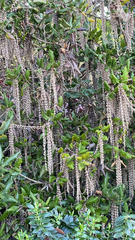 Garrya elliptica