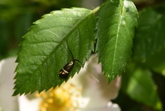 Adela australis