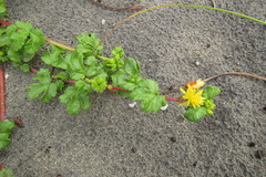 Triumfetta procumbens