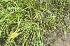 Cyperus bulbosus