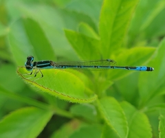 Agriocnemis nana
