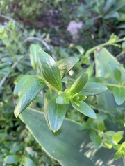 Gambelia