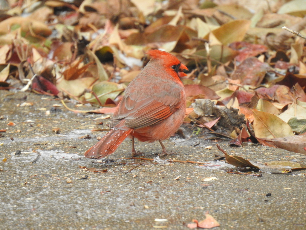 February Cardinal Northern Cardinal in February 2023 by Jennifer Linde · iNaturalist