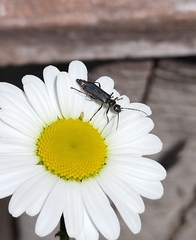 Chauliognathus magellanicus