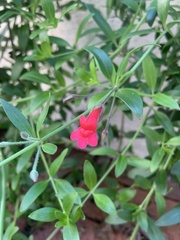 Gambelia
