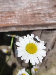 Chauliognathus magellanicus