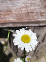 Chauliognathus magellanicus