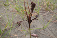 Cyperus bulbosus