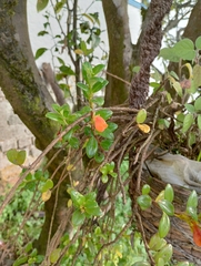 Nematanthus
