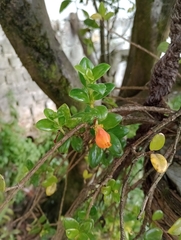 Nematanthus