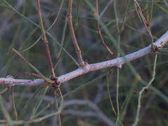 Calligonum polygonoides