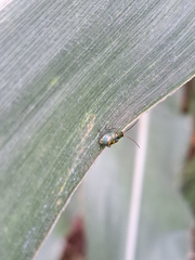 Diabrotica speciosa