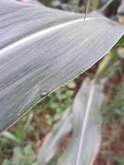 Diabrotica speciosa