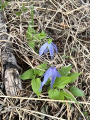 Clematis occidentalis grosseserrata