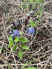 Clematis occidentalis grosseserrata