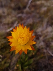 Xerochrysum subundulatum