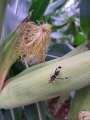 Leptoglossus zonatus