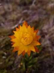 Xerochrysum subundulatum