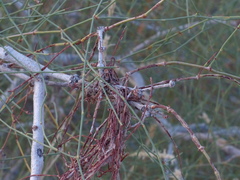 Calligonum polygonoides