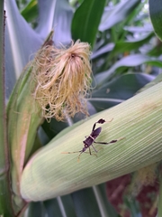 Leptoglossus zonatus