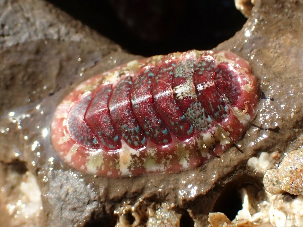 Painted Dendrochiton