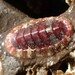 Painted Dendrochiton - Photo (c) Matt Muir, some rights reserved (CC BY), uploaded by Matt Muir