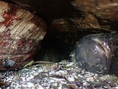 Cebidichthys violaceus