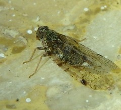Cixius