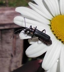 Chauliognathus magellanicus