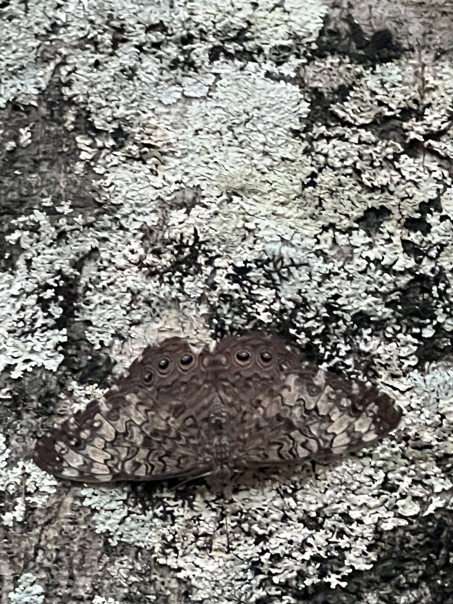 Hamadryas februa image