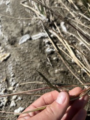 Diplachne fusca