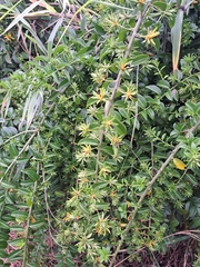 Pereskia aculeata