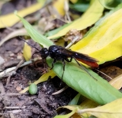 Elaphroptera