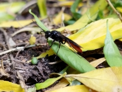 Elaphroptera