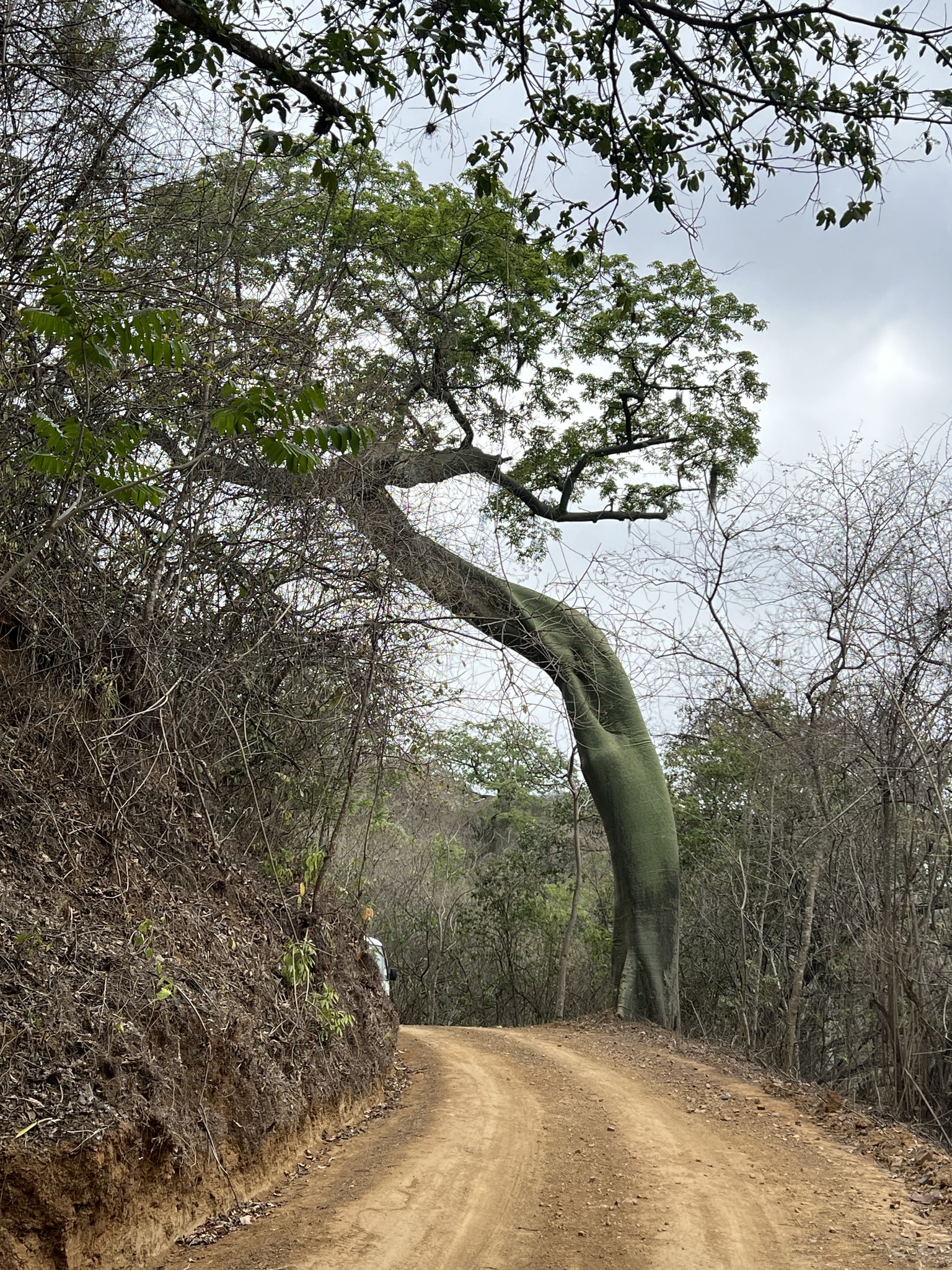 Ceiba image