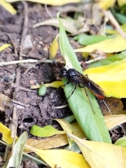 Elaphroptera