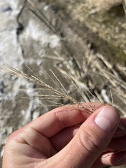 Diplachne fusca