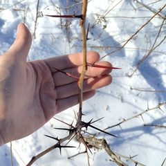 Gleditsia triacanthos triacanthos