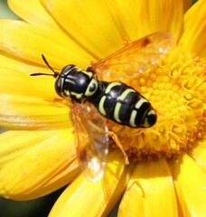 Chrysotoxum festivum