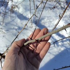 Gleditsia triacanthos triacanthos