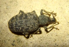Otiorhynchus parvicollis