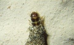 Tineinae