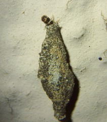 Tineinae