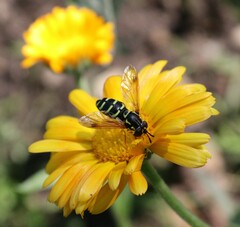 Chrysotoxum festivum