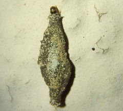 Tineinae