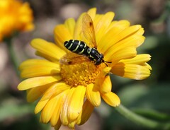 Chrysotoxum festivum