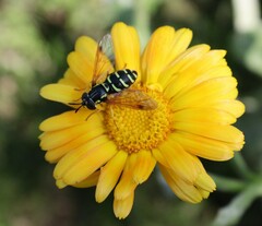 Chrysotoxum festivum
