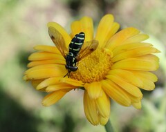Chrysotoxum festivum