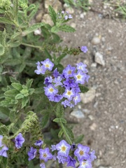 Heliotropium amplexicaule