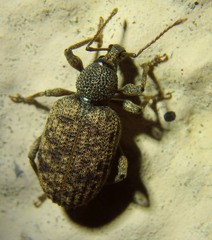 Otiorhynchus parvicollis